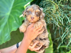 Yorkiepoo Breed Photo