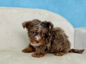 Toby