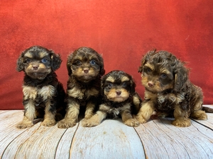 Cavapoo Breed Photo