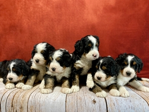 Mini Bernedoodles Breed Photo