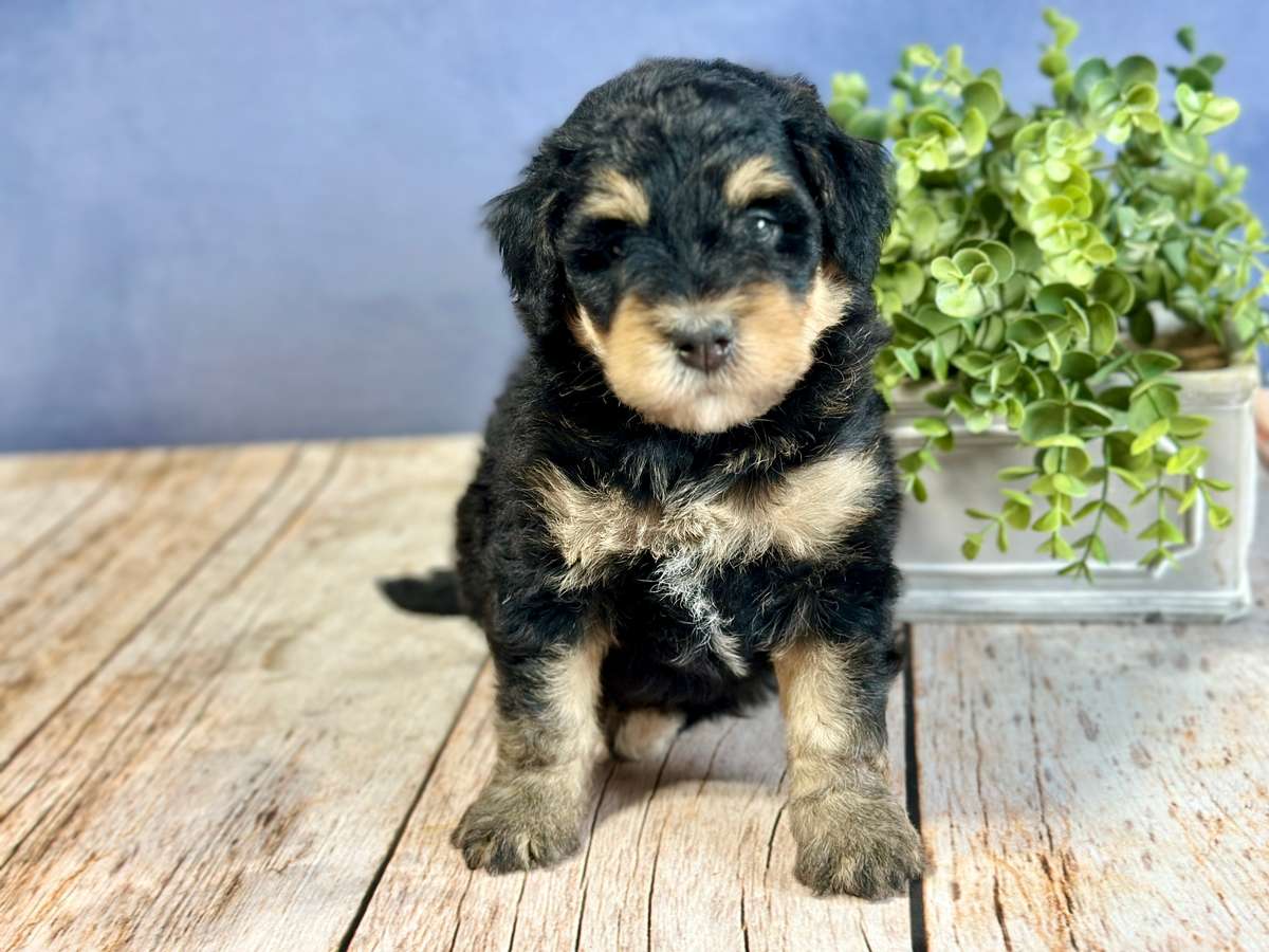 Mini Bernedoodle Puppies For Sale In Ohio Millersburg Ohio