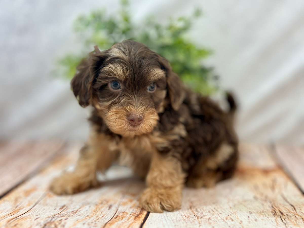 Yorkiepoo Puppy